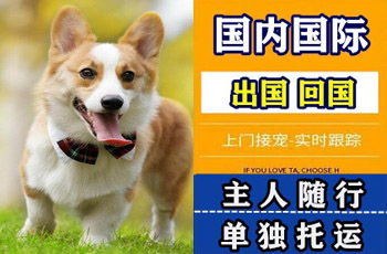 衡水市宠物托运公司衡水市宠物托运公司衡水市宠物托运公司