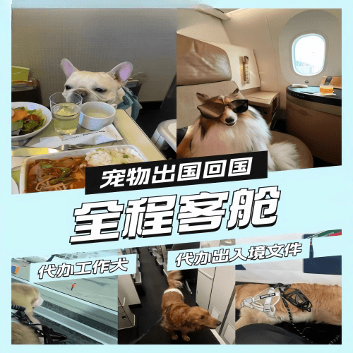 衡水市宠物托运到白俄罗斯宠物入境规定和要求