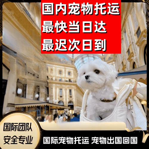 衡水市到澳大利亚（澳洲）宠物入境规定和要求